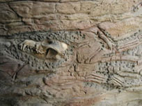 Bones