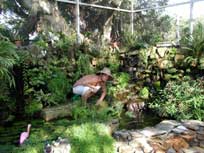 Tropical Foliage Waterfall